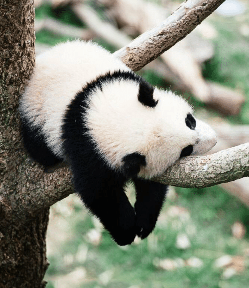 a lazy panda snoozing in a tree