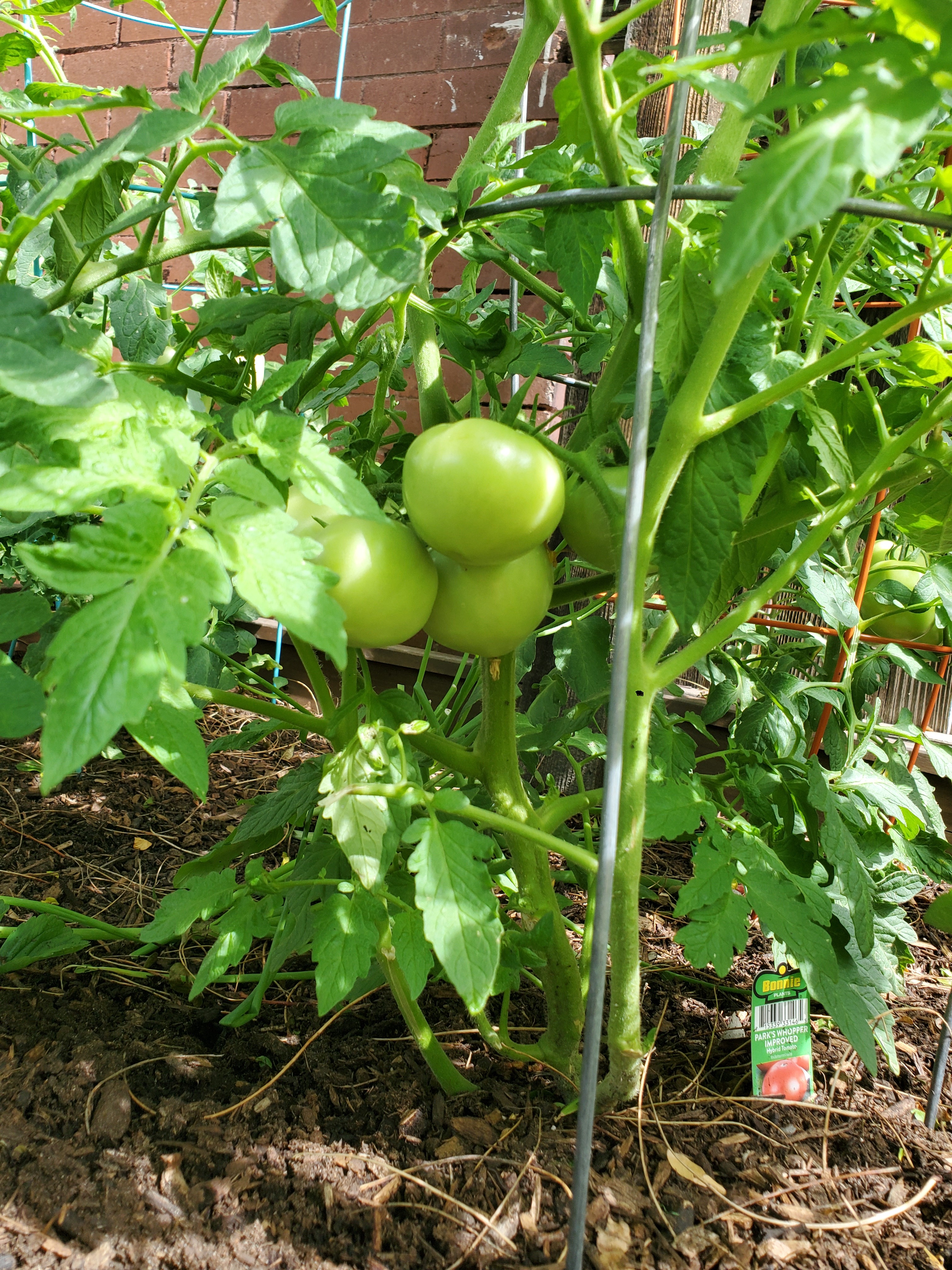 Future spaghetti sauce.